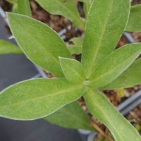 Centaurea montana 'Purple Heart'